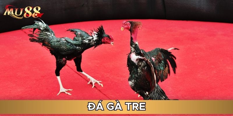 Thông tin về đá gà tre