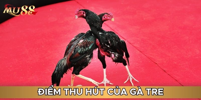 Điểm thu hút của gà tre