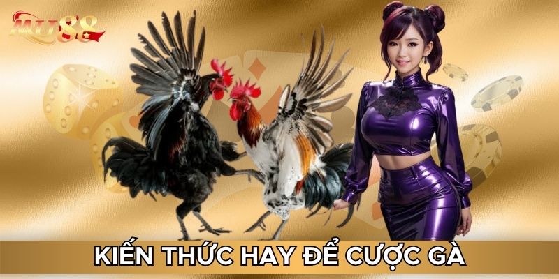 Kiến thức hay để cược gà